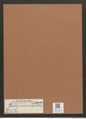Diatoma anceps (Ehr.) Kirchm. (de-Toni-Nr.: Genus 58, Species 2541) Zeichnungen Sammlung Grunow Mappe 02720 (Herbarium_W_Grunow_drawings_Folder_02720)